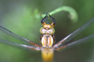 Frischer Plattbauch