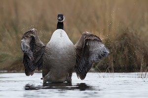 Abtrocknen nach Gänseart