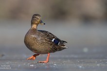 Stockente (mit speziellem Gruß an Dirk)