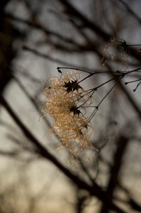 Waldrebe im Abendlicht