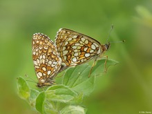 Baldrian-Scheckenfalter Mellicta diamina