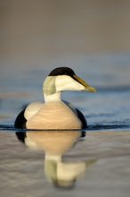 Eider duck