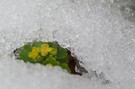 Lichtblick