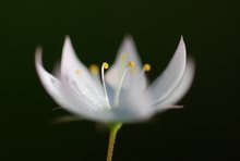 Europäischer Siebenstern - Symbolblume des Fichtelgebirges