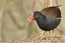 Das Deutschlandhuhn