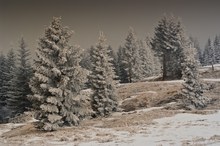 Winter am Gaberl