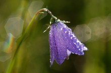 Glockenblume mit Tautröpfchen