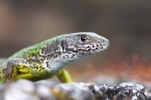 Lacerta viridis