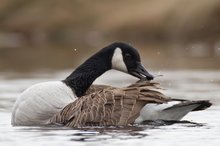 Kanadagans (Branta canadensis) bei der Gefiederpflege.