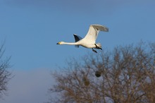 Singschwan vor der Landung