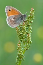 Wiesenvögelchen