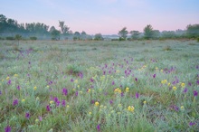 Orchideenwiese in der Lobau