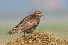 Buteo buteo II