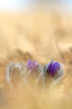 Große Kuhschelle "Pulsatilla grandis"