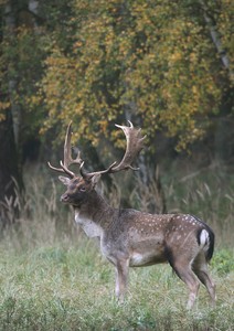 Damschaufler im Herbst