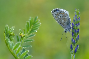 Himmelblau