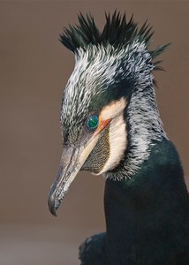 Balzender Kormoran