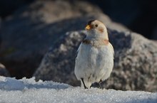 Letzter Schnee