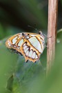 Exotisches Schmetterling