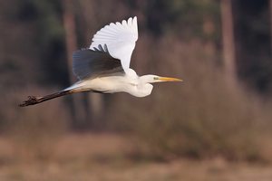 Silberreiher im Flug