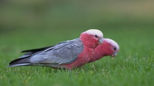 Galah ( Cacatua roseicapilla )