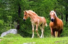 Haflinger