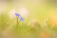 Scilla bifolia