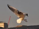 Möwe landet auf der Millenium Bridge