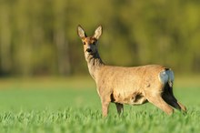 Auch Ricken könn´ entzücken