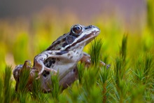 Pelophylax sp.