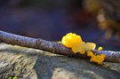 Goldgelber Zitterling (Tremella mesenterica) - richtig?