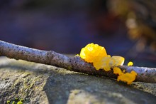 Goldgelber Zitterling (Tremella mesenterica) - richtig?