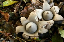 Halskrausen-Erdstern (Geastrum triplex)