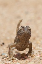 Wuestenchamaeleon (Chamaeleo namaquensis)