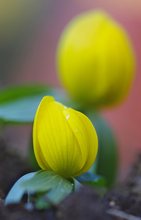 Winterling (Eranthis hyemalis)