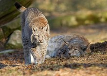 Junger Luchs