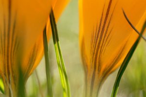 Yellow crocus