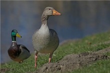 Vorsicht an der Uferkante