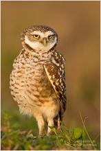 Kaninchenkauz (Athene cunicularia) ND im letzten Abendlicht