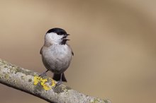 Sumpfmeise bei Lautäußerung