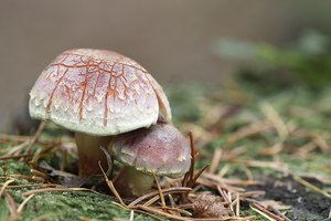 Pilze