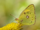 Postillon Colias croceus