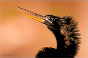 Schlangenhalsvogel (Anhingidae, Anhinga)