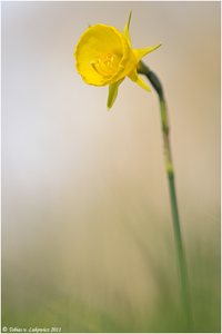 Reifrock-Narzisse III