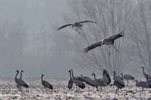 Kraniche im Landeanflug