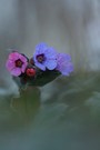 Pulmonaria ist auch schon da