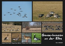 Gänse-Invasion an der Elbe