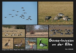 Gänse-Invasion an der Elbe