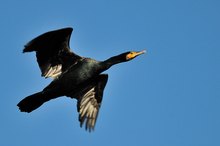 Kormoran