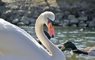 Majestätischer Schwan